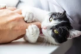 Les gens de partout dans le monde sont là pour parler. Pourquoi Mon Chat Est Il Bizarre Apres Mon Retour De Vacances
