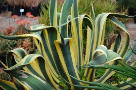 Image result for Agave americana