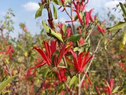 Image result for Anisotes