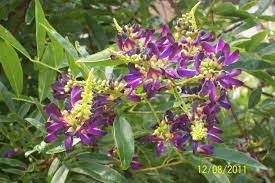 This Is The Evergreen Wisteria Vine Not Any Kin To The Reg Wisteria It Blooms In The Summer For A Long Time Flowers Shrubs Plants
