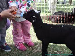 calmsley hill city farm 农场 二 新体验 挤牛奶 近距离喂食和触摸动物 travel with kids animals children