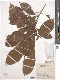 Image result for Cola greenwayi