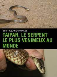 История о мошеннике и серийном убийце чарльзе сображе. Prime Video Taipan Le Serpent Le Plus Venimeux Au Monde