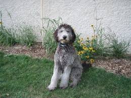 They may be solid or multicolored and are typically various shades of the following: Pin By Ann Taylor On Goggies Goldendoodle Labradoodle Dog Breeder