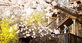 Downlaod movie sakura no ame subtitle sinopsis movie cherry blossom memories (2016). Top 10 Cherry Blossom Spots In Korea For Wedding Photography Onethreeonefour Blog