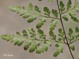 Image result for Cheilanthes