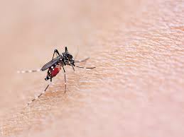 Τα περισσότερα άτομα που μολύνονται από τον ιό του δυτικού νείλου είτε δεν εκδηλώνουν εμφανή συμπτώματα, ή έχουν δευτερεύοντα. Ios Toy Dytikoy Neiloy Tropos Metadoshs Symptwmata Kai 8erapeia