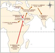 Domestication And Varietal Diversification Of Old World