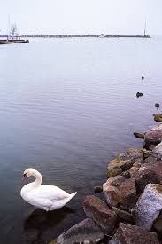 Swan At Autumn Balaton Balaton Swan Kodak