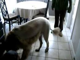 Jun 12, 2021 · henry the golden retriever seems to be enjoying a brush and blow dry. Bukoo The Leonberger Lion Shave Youtube