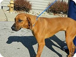 Volunteers at the animal adoption foundation think she is about one. Cincinnati Oh Rhodesian Ridgeback Meet Biscuit Fairfax A Pet For Adoption