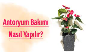 Bütün mesele bitkilerin fotosentez olayının hiçbir şekilde sekteye uğramamasıdır. Antoryum Bakimi Nasil Yapilir Ciceksepeti
