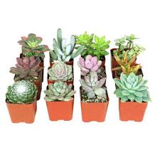 4.5 out of 5 stars 1,321. Succulents Garden Center The Home Depot