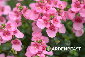 Image result for Diascia