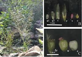 Image result for Sporobolus tenuissimus