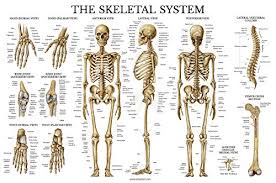Skeletal System Anatomical Chart Laminated Human Skeleton Poster 18 X 27 Horizontal