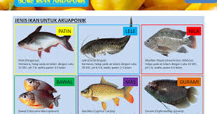 Jenis Ikan Terbaik Untuk Kolam Akuaponik Haruskah Lele Urban Hidroponik