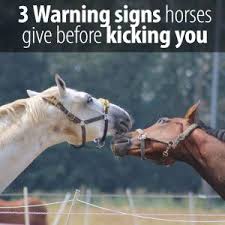 My Dear Horse Kicked Me Again The 3 Warning Signs Horses Horse Behavior Horse Training