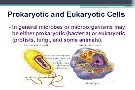 Are bacteria cells like our cells? Prokaryotic And Eukaryotic Cells Cell Theory Says That