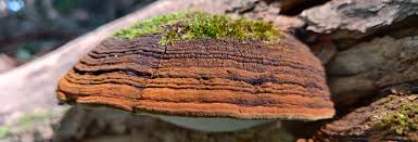 Image result for Phellinus rimosus