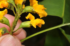 Image result for Pterocarpus indicus