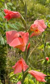 Image result for Gladiolus dalenii