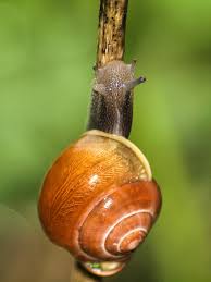 According to the modern classification, snails are gastropods and no one else, that is, they are neither insects, nor reptiles, nor amphibians. Snail Tape Worm Reptile Nature Free Pictures Free Image From Needpix Com