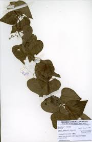 Image result for Cissampelos mucronata