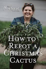 Christmas cacti bloom just in time for the holidays (hence their name), and they're pretty stunning too. How To Repot A Christmas Cactus The Heirloom Lady