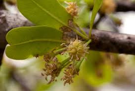 Image result for Manilkara mochisia