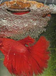 Untuk mendapatkan insuforia, toppers bisa membudidayakannya sendiri di rumah dengan cara. Cara Ikan Berkembang Biak Tags Harga Jual Cupang