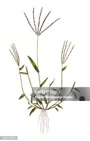 Image result for Digitaria seriata