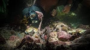 My octopus teacher might sound like the title of an arthouse film, but it isn't — it's actually a new netflix documentary about a man who forges an unusual relationship with an octopus my octopus teacher is available now on netflix. My Octopus Teacher Filme Fur Die Erde Festival