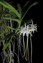 Image result for Rangaeris