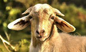 Dogs can eat cabbage (lightly cooked is best). How To Get A Goat To Weed Your Garden Modern Farmer