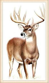 Diamond Full Diamond Square Diamond Square Diamond Animal Deer Diamond Drawing Diamond Cross Stitch The Latest 5d Diamond E Deer Painting Deer Artwork Deer Art