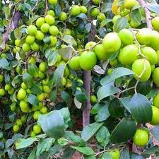 Daun bidara memiliki senyawa antibakterial. Buah Bidara Bisa Dimakan