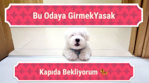 Kopeklerde Apartman Egitimi Egitim Kopek Kopek Egitimi