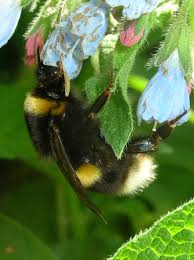 Image result for Bombus cryptarum
