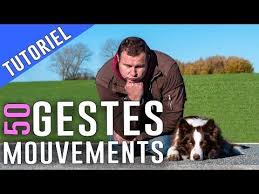 50 Gestes A Apprendre A Mon Chien En 2020 Education Chien Chien Dressage Chien