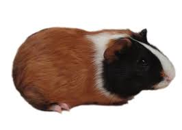 We would like to show you a description here but the site won't allow us. Guinea Pig Care Facts How To Take Care Of A Guinea Pig Petco