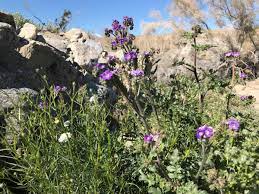Proflowers.com has been visited by 10k+ users in the past month California Super Bloom Where To See Desert Wildflowers In Palm Springs