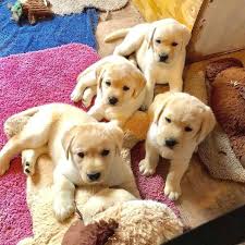 This is the price you can expect to budget for a golden retriever with papers but without breeding rights nor show quality. Labrador Retriever Puppies For Sale Houston Tx Labradorpuppytrivandrum Goldenretrieverpuppiesh Labrador Retriever Labrador Puppies For Sale Labrador Puppy