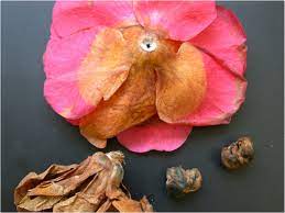 Maybe you would like to learn more about one of these? The Citrus Guy Blight On