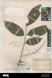 Image result for Sorindeia