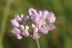 Image result for Cyrtanthus welwitschii