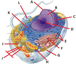 We did not find results for: Cell Structure Label Quiz Cell Membrane Structure And Function Trivia Quiz