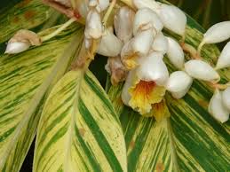 Are All Ginger Plants Edible? Exploring The 8 Types Of Edible Ginger And  One Toxic Variety – Mod My Home