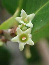 Image result for Gymnosporia buchananii