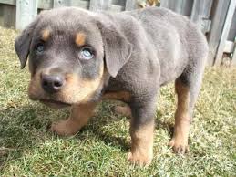 Animal could be euthanized soon. Blue Rottweiler Puppies For Sale Petsidi